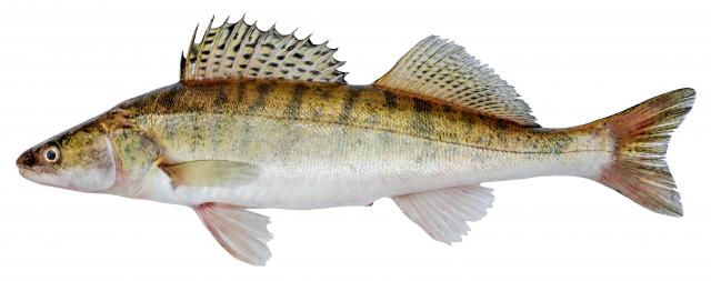 Риба Судак свіжий (1-3) ваг.